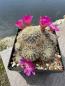 Preview: Sulcorebutia patriciae